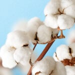 Liquidez do algodão diminui no spot