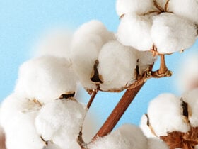 Liquidez do algodão diminui no spot