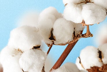 Liquidez do algodão diminui no spot