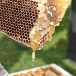 Lista com a classificação das propostas para formação de estoques para mel e castanhas é divulgada