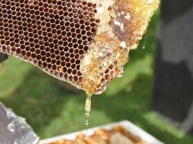 Lista com a classificação das propostas para formação de estoques para mel e castanhas é divulgada