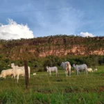 Rebanho bovino de Mato Grosso fecha 2025 com 31,6 milhões