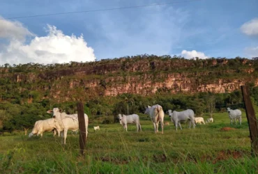 Rebanho bovino de Mato Grosso fecha 2025 com 31,6 milhões
