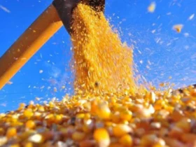 Menor demanda pressiona cotações do milho