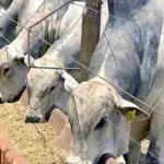 Atenções do mercado pecuário se voltam a demandas interna e externa aquecidas