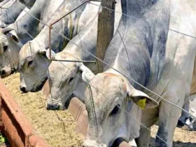 Atenções do mercado pecuário se voltam a demandas interna e externa aquecidas