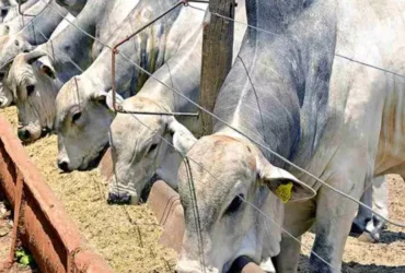 Atenções do mercado pecuário se voltam a demandas interna e externa aquecidas