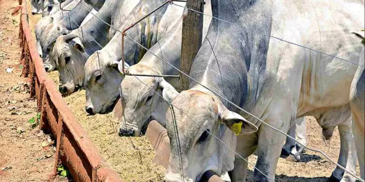 Atenções do mercado pecuário se voltam a demandas interna e externa aquecidas
