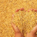 Mercado de arroz em casca sinaliza estabilização com leve alta após patamar mínimo, aponta Cepea