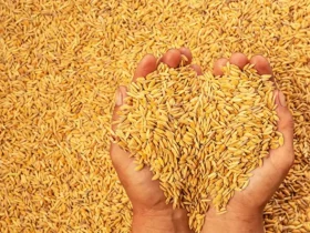 Mercado de arroz em casca sinaliza estabilização com leve alta após patamar mínimo, aponta Cepea