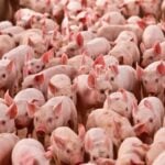 Mercado do Suíno aponta estabilidade de preços e forte queda nas exportações em novembro