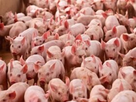 Mercado do Suíno aponta estabilidade de preços e forte queda nas exportações em novembro