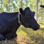 Novos protocolos estabelecem práticas de baixo carbono na produção de leite