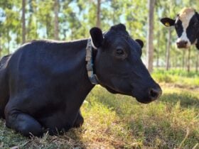 Novos protocolos estabelecem práticas de baixo carbono na produção de leite