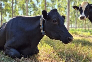 Novos protocolos estabelecem práticas de baixo carbono na produção de leite