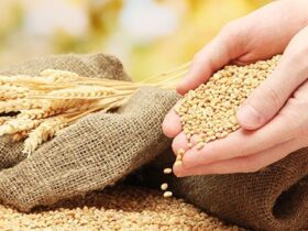 Oferta elevada mantém pressão sobre preços do trigo no mercado internacional