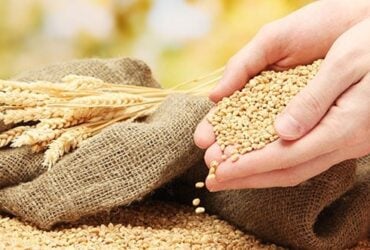 Oferta elevada mantém pressão sobre preços do trigo no mercado internacional