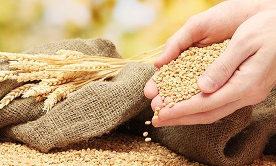 Oferta elevada mantém pressão sobre preços do trigo no mercado internacional