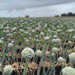 Olerícolas de consumo e de sementes têm bom potencial produtivo no RS