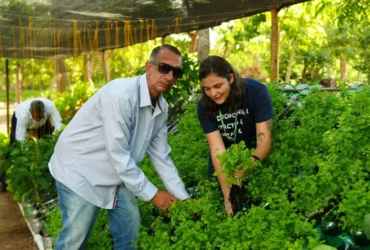 Parceria viabiliza horta hidropônica em Cuiabá