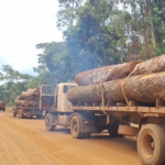 Polícia Militar Ambiental apreende 103 m³ de madeira ilegal no interior de Mato Grosso