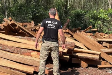 Polícia Civil intensifica combate à madeira Itaúba em Comodoro