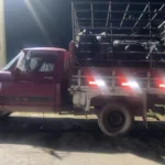 Furto de gado em Dom Aquino termina com prisão em flagrante