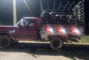 Furto de gado em Dom Aquino termina com prisão em flagrante