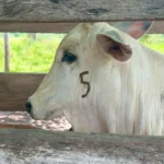 Prazo da vacinação contra brucelose termina em 31 de dezembro