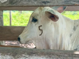 Prazo da vacinação contra brucelose termina em 31 de dezembro