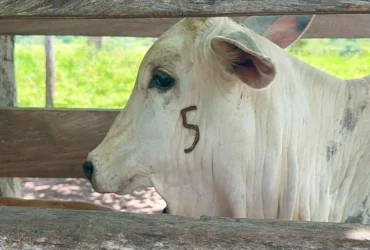 Prazo da vacinação contra brucelose termina em 31 de dezembro