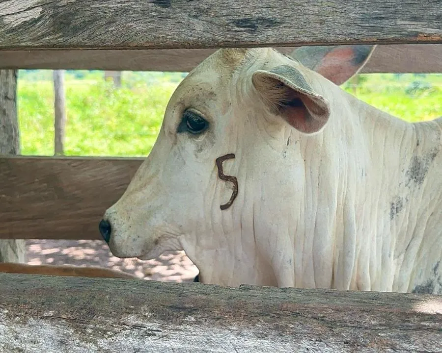 Prazo da vacinação contra brucelose termina em 31 de dezembro