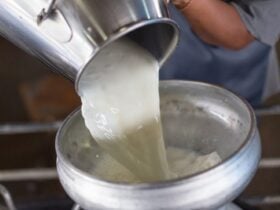 Preço do leite recua em Mato Grosso com maior oferta e captação em alta