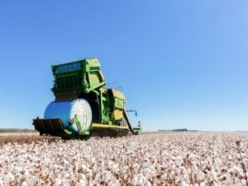 Preços do algodão seguem praticamente estáveis neste final de ano
