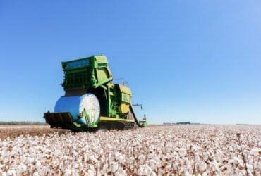 Preços do algodão seguem praticamente estáveis neste final de ano