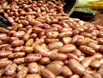 Preços do feijão estão mais firmes; produção no PR deve cair