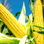 Preços do milho cedem com demanda fraca no fim do ano, mas clima traz alívio às lavouras da safra verão