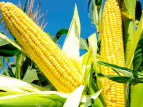 Preços do milho cedem com demanda fraca no fim do ano, mas clima traz alívio às lavouras da safra verão