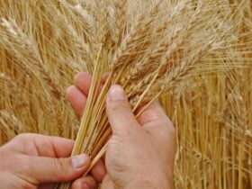 Preços do trigo apresentam movimentos distintos dentre os estados