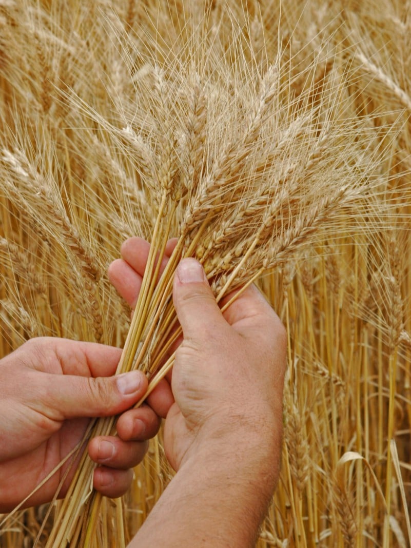 Preços do trigo apresentam movimentos distintos dentre os estados