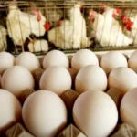 Produção de ovos desacelera, mas cotações seguem enfraquecidas