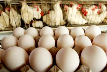 Produção de ovos desacelera, mas cotações seguem enfraquecidas