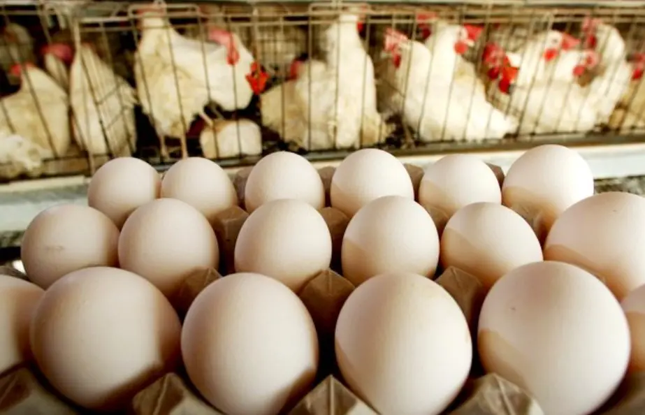 Produção de ovos desacelera, mas cotações seguem enfraquecidas