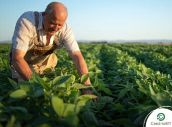 Veranicos e pragas antecipadas desafiam a safra de soja no leste de Mato Grosso