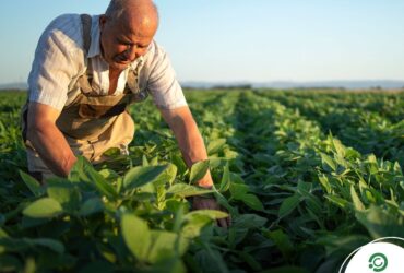 Veranicos e pragas antecipadas desafiam a safra de soja no leste de Mato Grosso