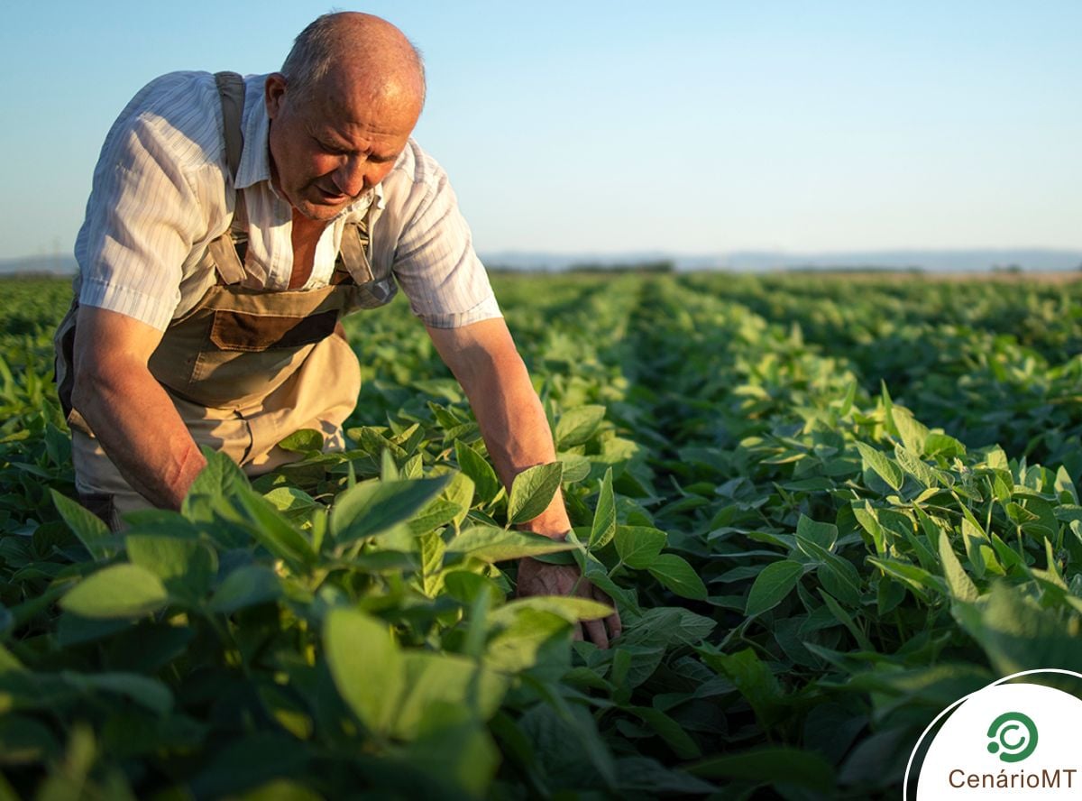 Veranicos e pragas antecipadas desafiam a safra de soja no leste de Mato Grosso
