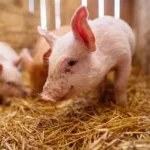 Suíno vivo segue na casa dos R$ 8/kg