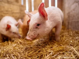 Suíno vivo segue na casa dos R$ 8/kg