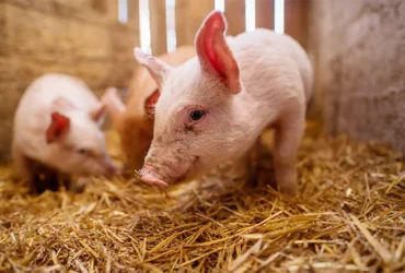 Suíno vivo segue na casa dos R$ 8/kg