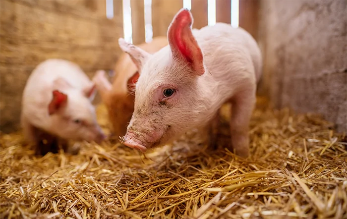 Suíno vivo segue na casa dos R$ 8/kg